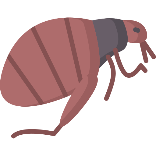 Flea Pest Control Treatment